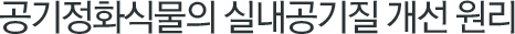 식물의 공기질 개선 원리