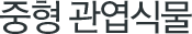 중형 관엽식물